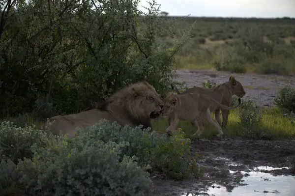 Namibya bozkırında bir aslan
