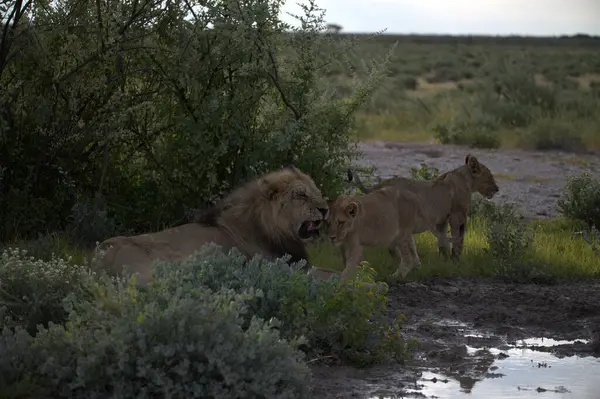 Namibya bozkırında genç bir erkek ve dişi aslanın güzel bir fotoğrafı.