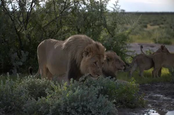 Vahşi aslan ormanda yolda yürüyor.