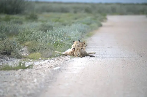 Vahşi aslan yolda yürüyor.