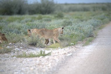 Vahşi aslan ailesi bozkırda
