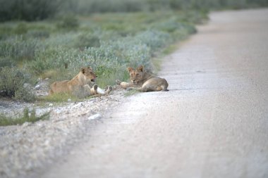 Çöldeki yolda bir grup aslan.