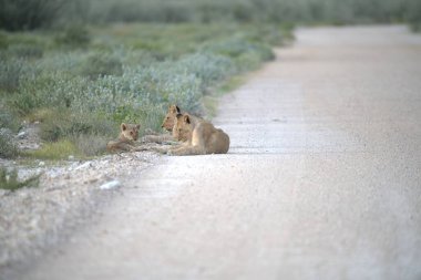 Namibya 'da aslan yavrusu