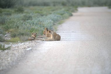 Ormandaki sevimli vahşi kediler