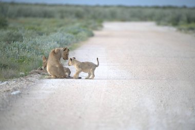Aslan yavrusu ve anne