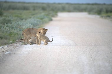 Bir grup aslan yolda yürüyor.