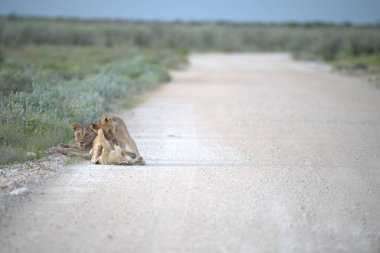Afrika 'nın güneyindeki Kruger Ulusal Parkı' nda aslan yavrusu. Felidae 'nin Panthera Leo ailesinin tayfı.