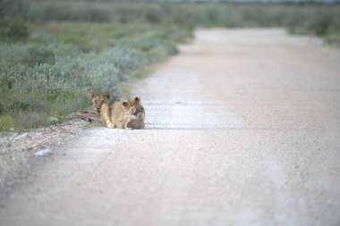 Afrika 'daki genç vahşi kedi