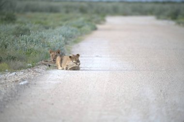 Çöldeki bir aslanın güzel bir fotoğrafı.