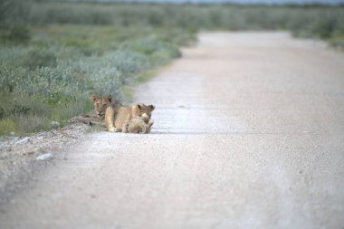 Afrika 'da Namibya aslanları