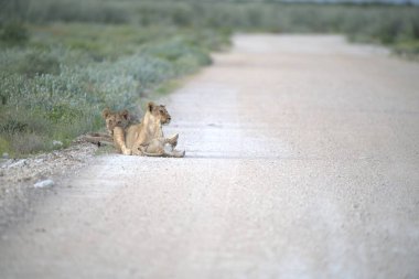 Kuru çimenlerde yürüyen iki aslan..