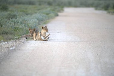 Genç bir erkek aslanın yolda yürüdüğü güzel bir manzara.