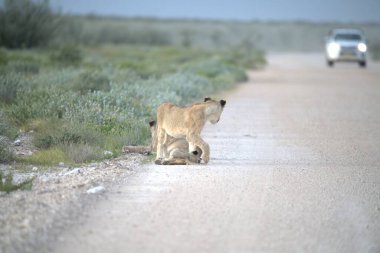 Bir aslan yavrusu yolun ortasında yürüyor..