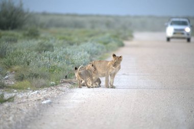 Kenya savanındaki aslan aslanları