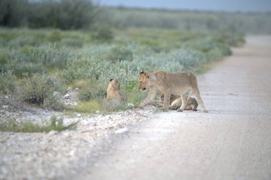 Namibya 'daki Etoşa Milli Parkı' nda vahşi aslanlar