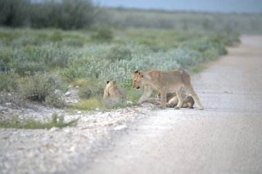 Hayvanat bahçesindeki vahşi kediler