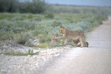 Etoşa 'da aslan yavruları