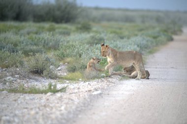 Aslan yavrusu ve anne vahşi doğada
