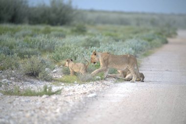 Vahşi hayvanlar, seçici odaklanma