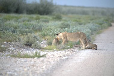 Vahşi doğada tatlı bir aslan