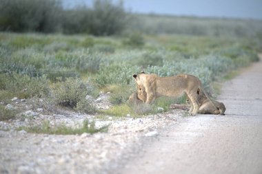 Çöldeki vahşi aslanların güzel bir görüntüsü.