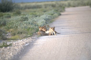 Aslanlar vahşi doğada