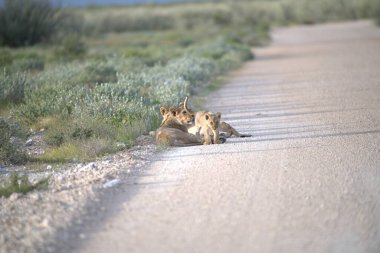Bir grup aslan vahşi doğada.
