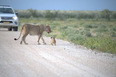 Çöldeki genç aslan.