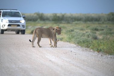 Vahşi hayvanlar, seçici odaklanma