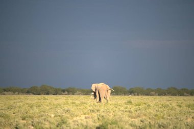 Savanda büyük bir fili olan büyük bir Afrika fili.