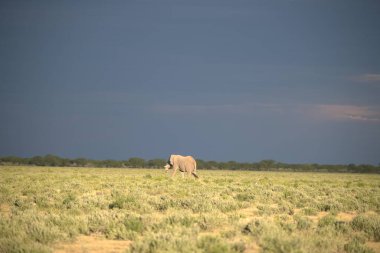 Kenya bozkırında bir fil sürüsü.