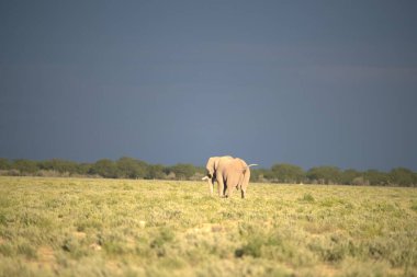 Namibya 'nın güzel vahşi yaşam resimleri