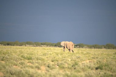 Bulanık bir geçmişi olan güzel bir filin yakın plan çekimi.