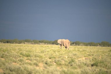 Kenya savanındaki fil