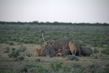 Savanada vahşi bir hayvan sürüsü