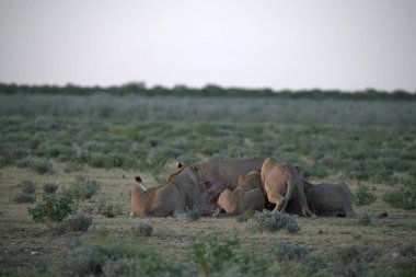 Çöldeki vahşi geyikler