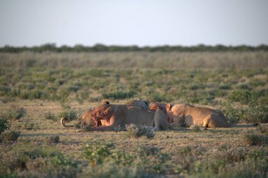 Savanadaki bir grup fil.