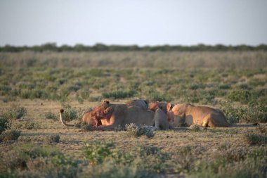 Etoşa namibya parkında bir grup aslan.