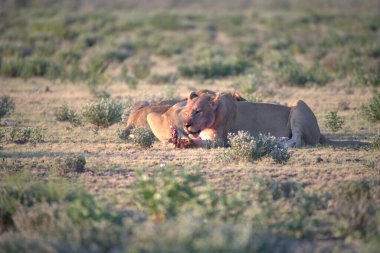 Savanadaki bir grup vahşi hayvan.