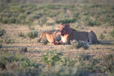 Vahşi bir aslan ve onun genç erkek yavrusu çimenlerde.