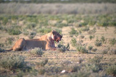 Çöldeki şirin bir aslanın güzel bir fotoğrafı.