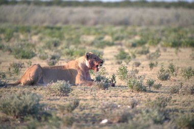 Savannah dişi aslan