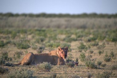 Genç bir erkek aslanın çimenlikteki yakın çekimi.