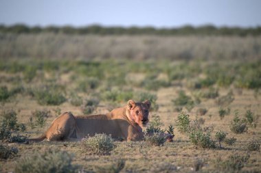 Afrika çölünde vahşi bir aslan, namibya