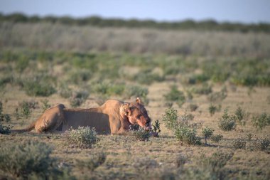 Genç aslan (panthera leo) namibya bozkırında