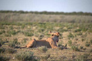 Kruger Ulusal Parkı 'nın çimlerinde aslan yavrusu