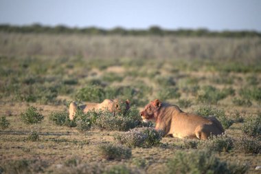 Kenya 'daki savanda aslanlar