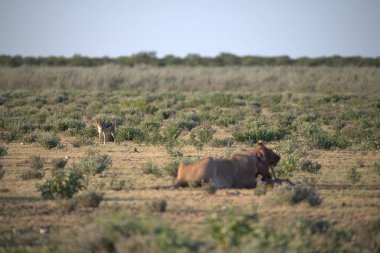 Afrika vahşi fili bozkırda
