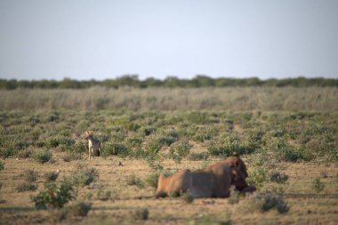 savana vahşi hayvanlar