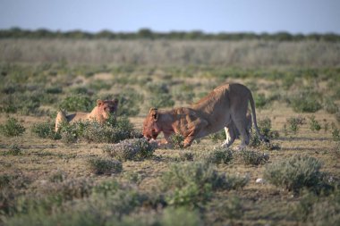 Savanada vahşi bir hayvan sürüsü